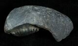 Fossil Cetacean (Whale) Ear Bone - Miocene #3503-1